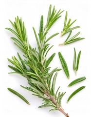 Fototapeta premium Sprig of fresh rosemary with leaves, isolated on a white background, ideal for food and cooking projects