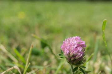 Red clover flower