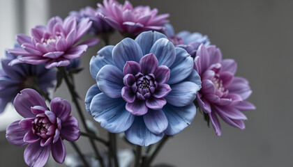 purple aster flowers