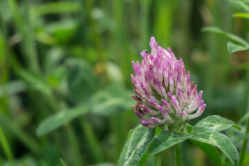 Red clover flower