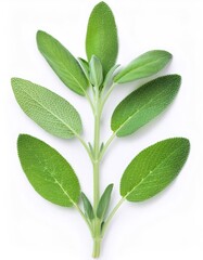 Studio shot of a fresh sage sprig, highlighting its vibrant green leaves and delicate stem against a clean white backdrop