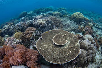 Corals compete for space to grow on a shallow reef on Bangka Island in Northern Indonesia. This...