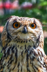 sowa © Izabela&Grzegorz