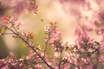 Bee flying in the Cherry Blossoms