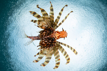 A lionfish, Pterois volitans, swims just under the sea's surface near Bangka Island, Indonesia. Lionfish, native in the Indo-Pacific region, are major predators of small fish and invertebrates.