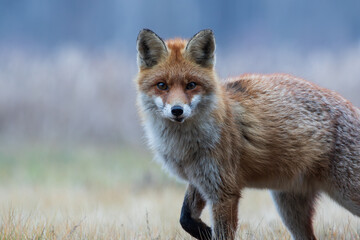Close-up of a fox looking at the camera