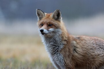 Close-up of a fox looking intently