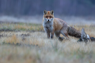 A fox on an autumn meadow next to old stumps