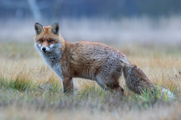 A beautiful fox in beautiful warm colors