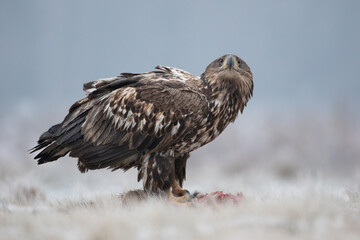 The eagle and its bloody prey