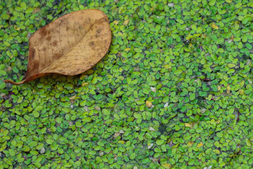 Leaf laying on duckweed in a swamp