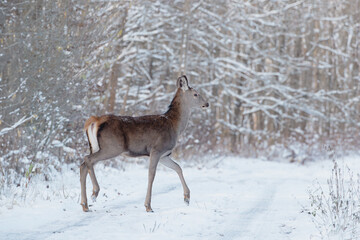 A young doe crossing a forest path in winter