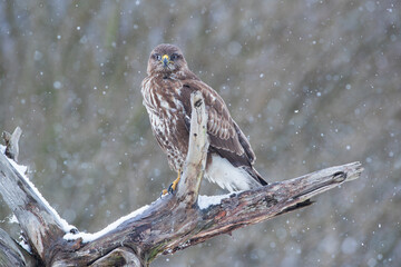Buzzard sitting on a branch during snowfall