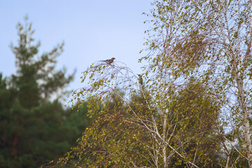 Jay and green woodpecker on a birch tree