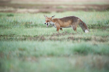 A fox baring its teeth in an autumn meadow