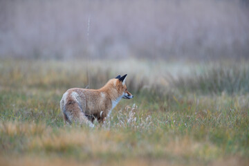 A fox standing in a meadow looking at something