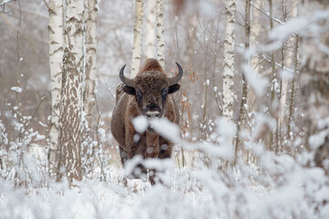 A beautiful bison among snow-covered birches © Jarosław Kochnio