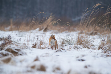 Fox in winter scenery among tall dry grass