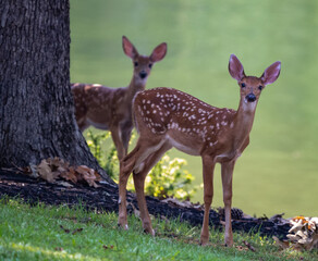 Twin fawns.jpg