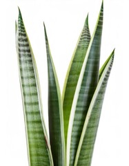 Sansevieria cylindrica close up, vibrant green leaves with light yellow edges on a crisp white background