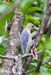 red headed woodpecker