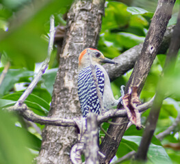 red headed woodpecker