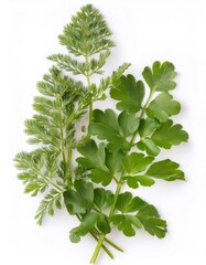 Fototapeta premium Parsley and soleirolia soleirolii leaves in a fresh natural arrangement on a clean white background