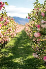 Obraz premium Spring Pathway Through Blossoming Orchard with Vibrant Pink and White Flowers