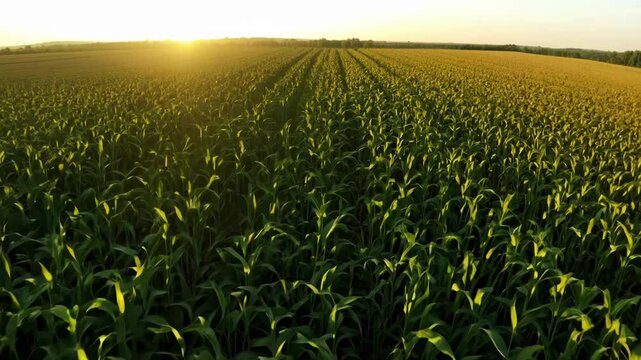 A vast cornfield stretches across the horizon, bathed in warm sunlight during sunset. Rows of healthy corn plants form a lush, green carpet, highlighting the beauty of nature.