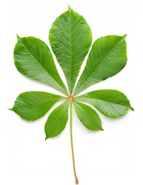Palmately compound leaf of tetrastigma voinierianum, displaying vibrant green leaflets arranged radially on a clean white background