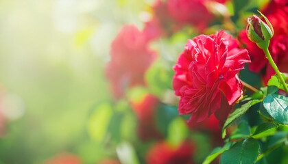 Blooming red rose bush in garden. Beautiful flowers. Banner with copy space.