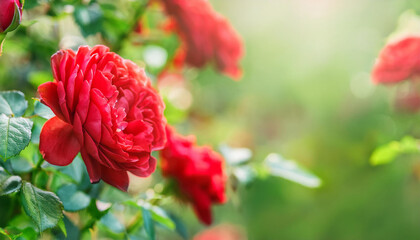 Blooming red rose bush in garden. Beautiful flowers. Banner with copy space.