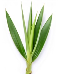 Obraz premium Studio shot of a fresh green yucca plant, showcasing its vibrant leaves and growth against a clean white backdrop