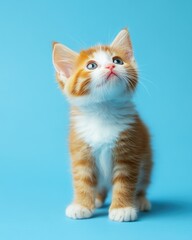 Obraz premium Adorable Little Fluffy Feline on a Soft Blue Backdrop