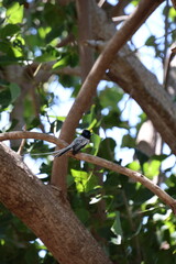 oiseau de paradis sur l'ile de mayotte