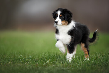 cute miniature american shepherd puppy standing outdoors with a raised paw © otsphoto