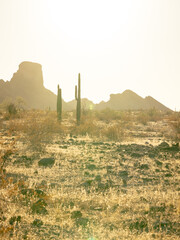 Vertical image of saguaros in the desert with Saddle mountain in background shot at golden hour