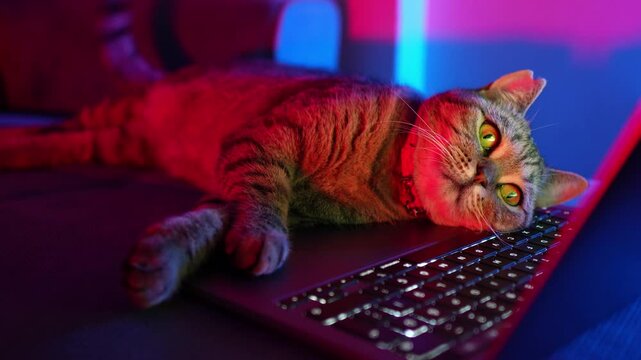cat on laptop