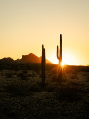 Vertical image of sunset with sunstar and silhouette saguaro cactus in Saddle Mountain.