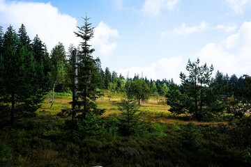 Landscape panorama with fir trees and other conifers in the Black Forest in southern Germany photographed on a sunny summer's day. Black Forest National Park