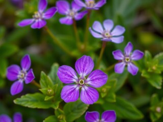 Obraz premium Bright purple flower petals and leaves in a close-up shot, showcasing the vibrant hues and delicate details of nature, vibrant, plant, delicate