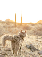 Adventure travel cat exploring in Arizona desert at sunset, while looking back.