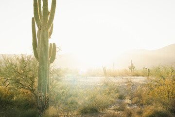 Saguaro cactus shot golden hour near White Tank Mountain Regional Park in Phoenix Arizona.