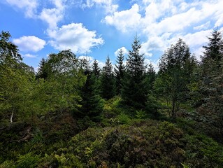 Landscape panorama with fir trees and other conifers in the Black Forest in southern Germany photographed on a sunny summer's day. Black Forest National Park