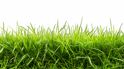Fototapeta premium Green grass isolated on white background