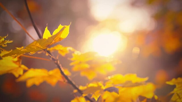 Bright yellow and orange leaves capture the golden light of the setting sun on a tranquil autumn day. The beauty of nature shines through the vibrant foliage in a peaceful outdoor setting