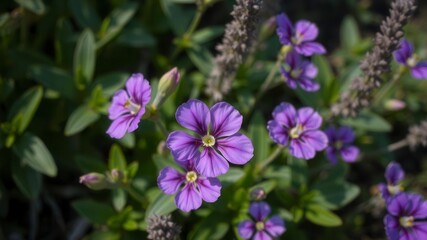 Obraz premium Purple flower petals and leaves in a lush garden setting, fresh, close-up