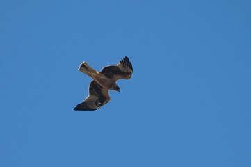 Milvus milvus - Red kite - Milan royal