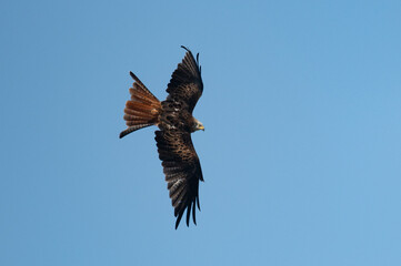 Milvus milvus - Red kite - Milan royal