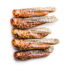 Crispy fried grasshoppers isolated on white background. Insect protein.